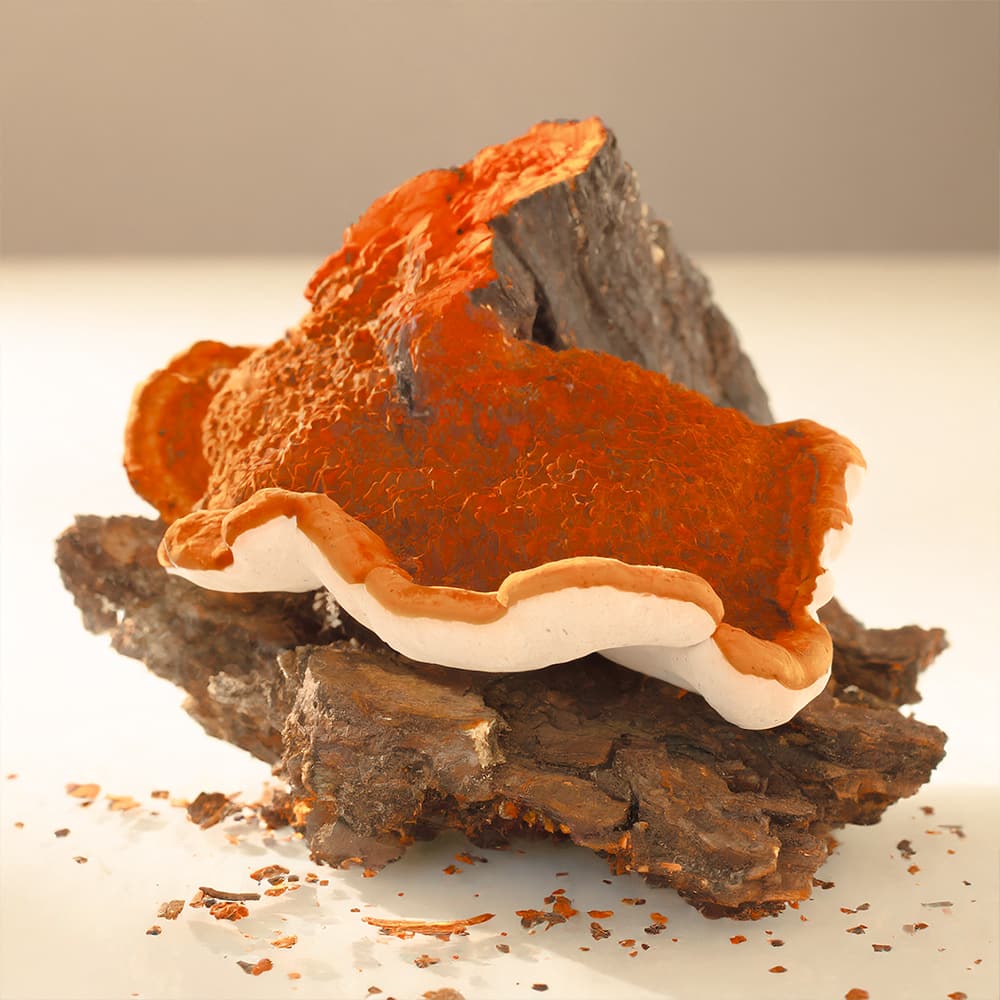 Chaga-Mushroom