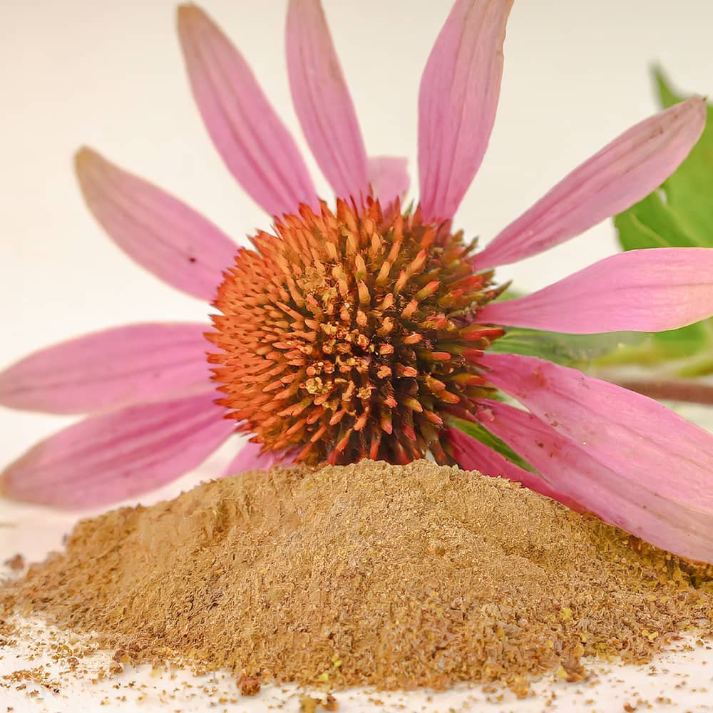 Echinacea-extracts